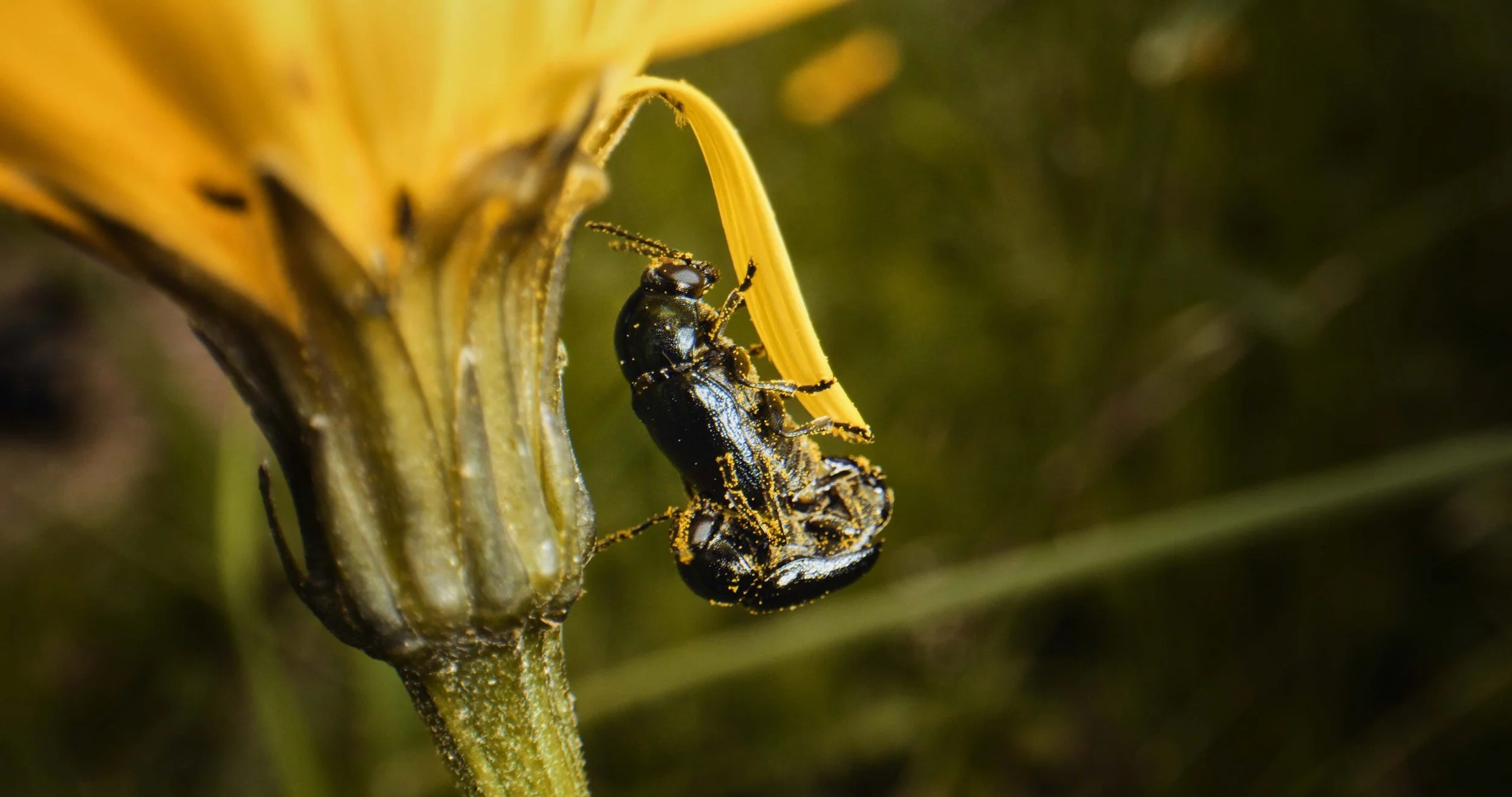 Nahaufnahme eines schwarzen Käfers, der an einer gelben Blüte oder Pflanze klettert.