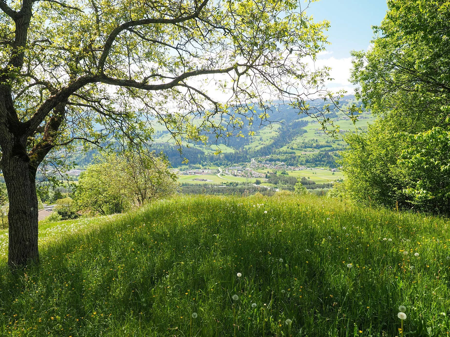 Blick in einen grünen Park mit Bäumen und Wiese im Vordergrund, ländliches Gebiet mit Hügeln und Häuser im Hintergrund bei sonnigem Wetter.