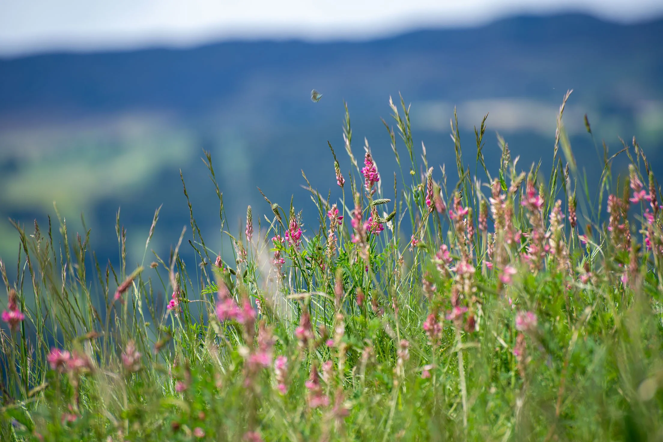 Blick auf eine Wiese mit pinken Blumen und grünem Gras vor einer bergigen Landschaft im Hintergrund.