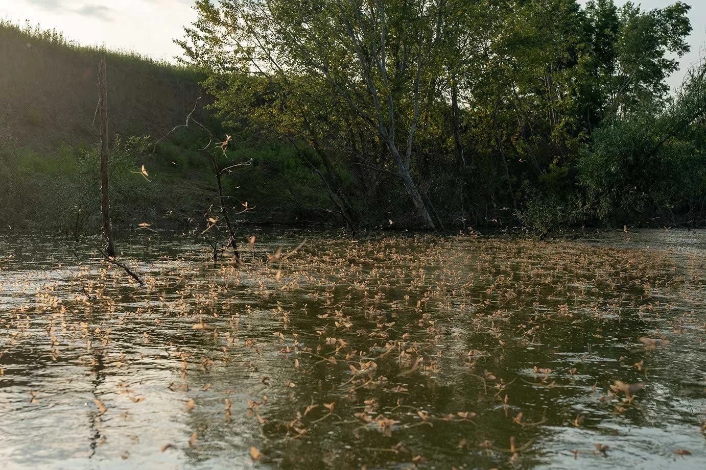 Ein Fluss mit vielen herabfallenden Blättern auf der Wasseroberfläche, umgeben von Bäumen mit grünen Blättern und einer grassbewachsenen Böschung im Hintergrund.