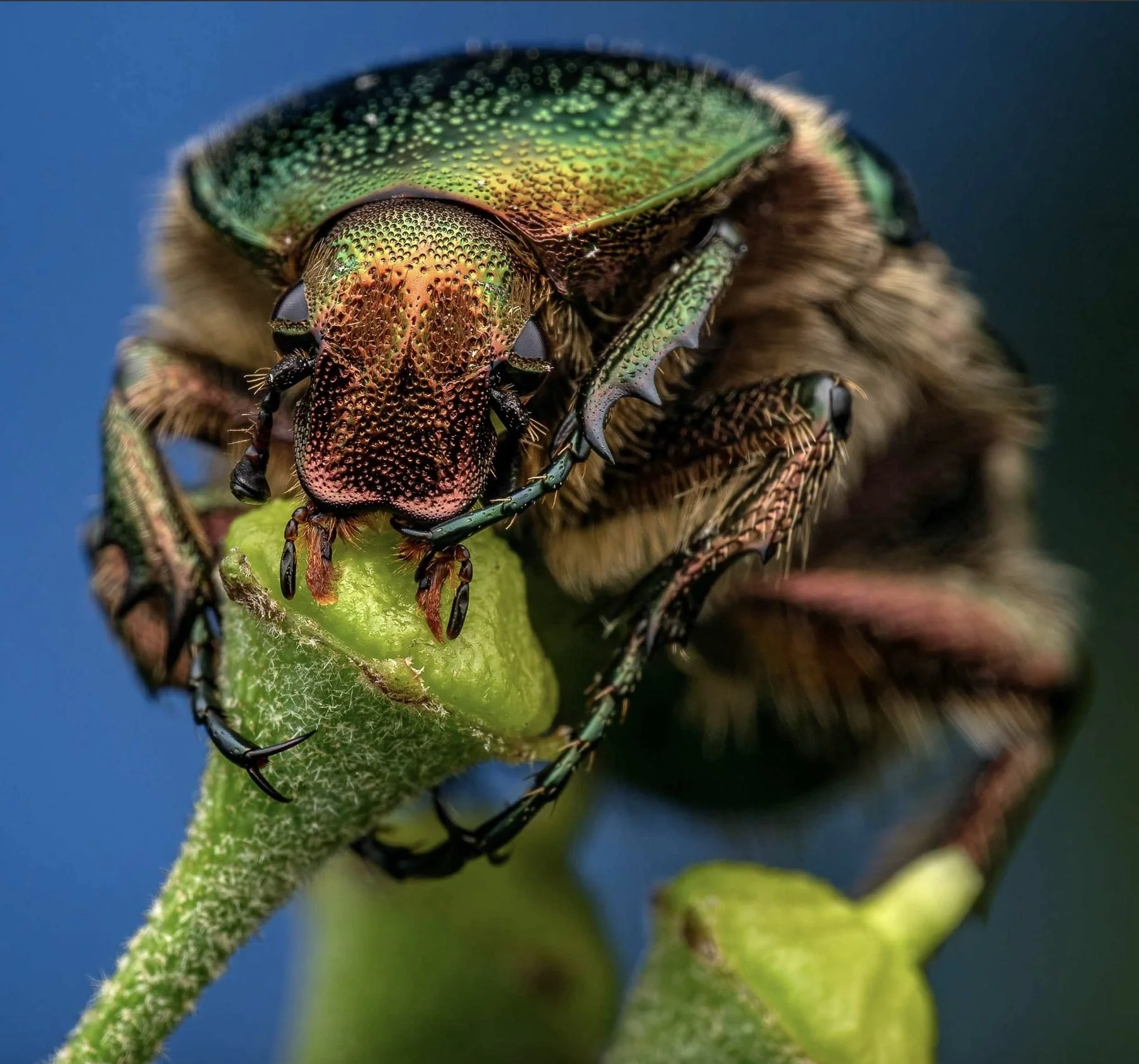 Nahaufnahme eines bunten Insekts auf einer grünen Pflanze, mit detaillierten Strukturen und leuchtenden Farben.