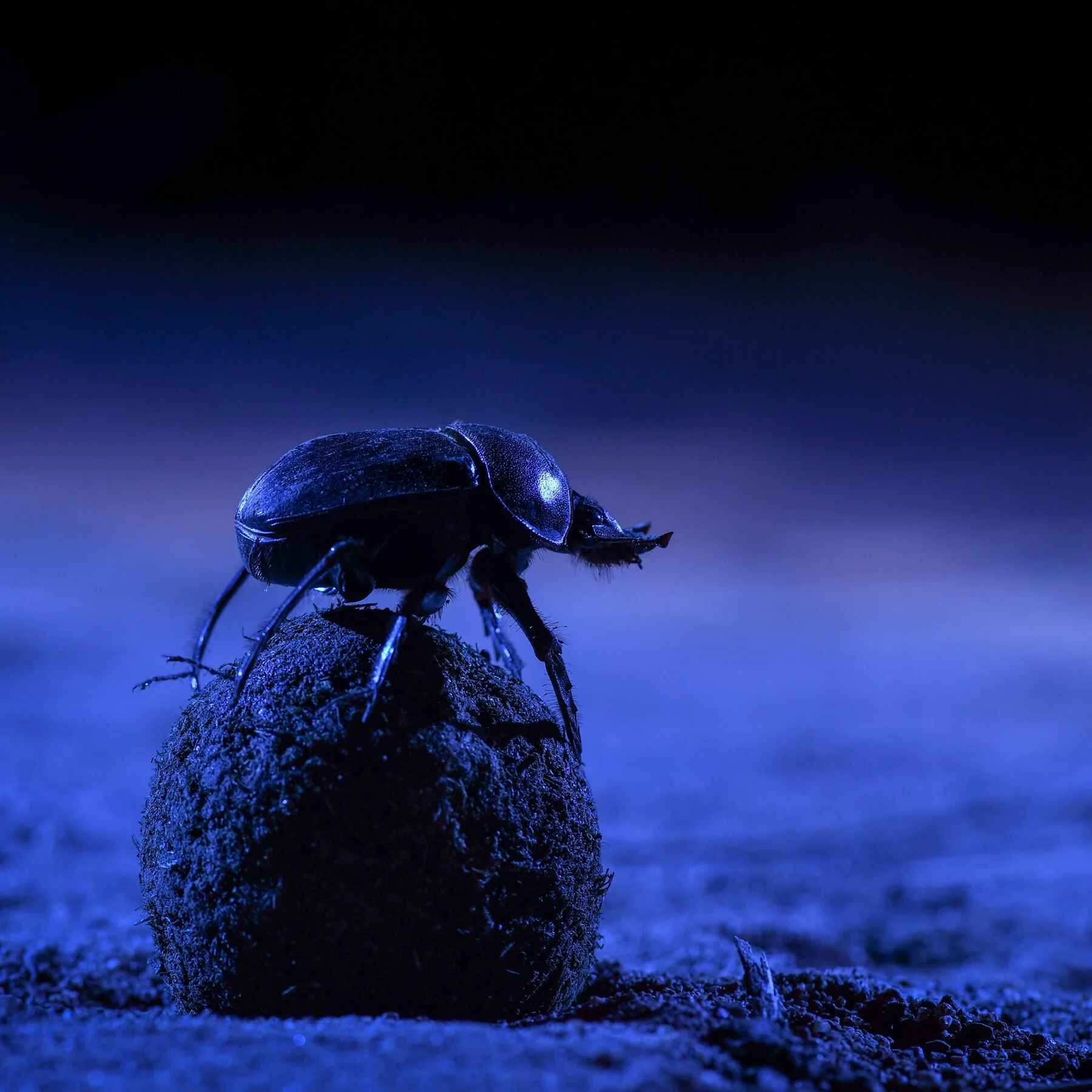 Nahaufnahme eines schwarzen Käfers auf einem dunklen, sandigen Untergrund bei blauer Lichtquelle