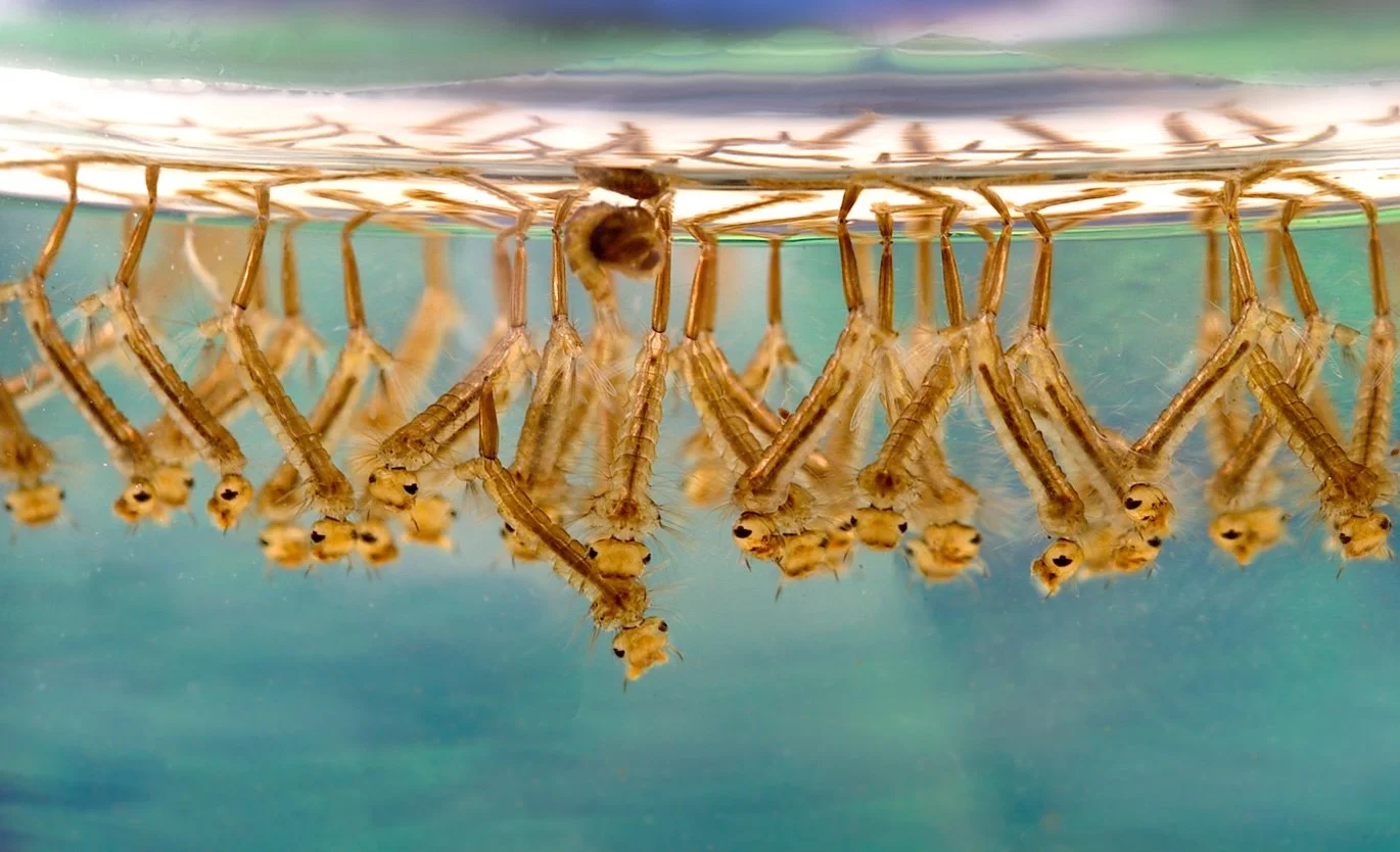 Unterwasseraufnahme von mehreren Raupen, die an der Wasseroberfläche hängen.