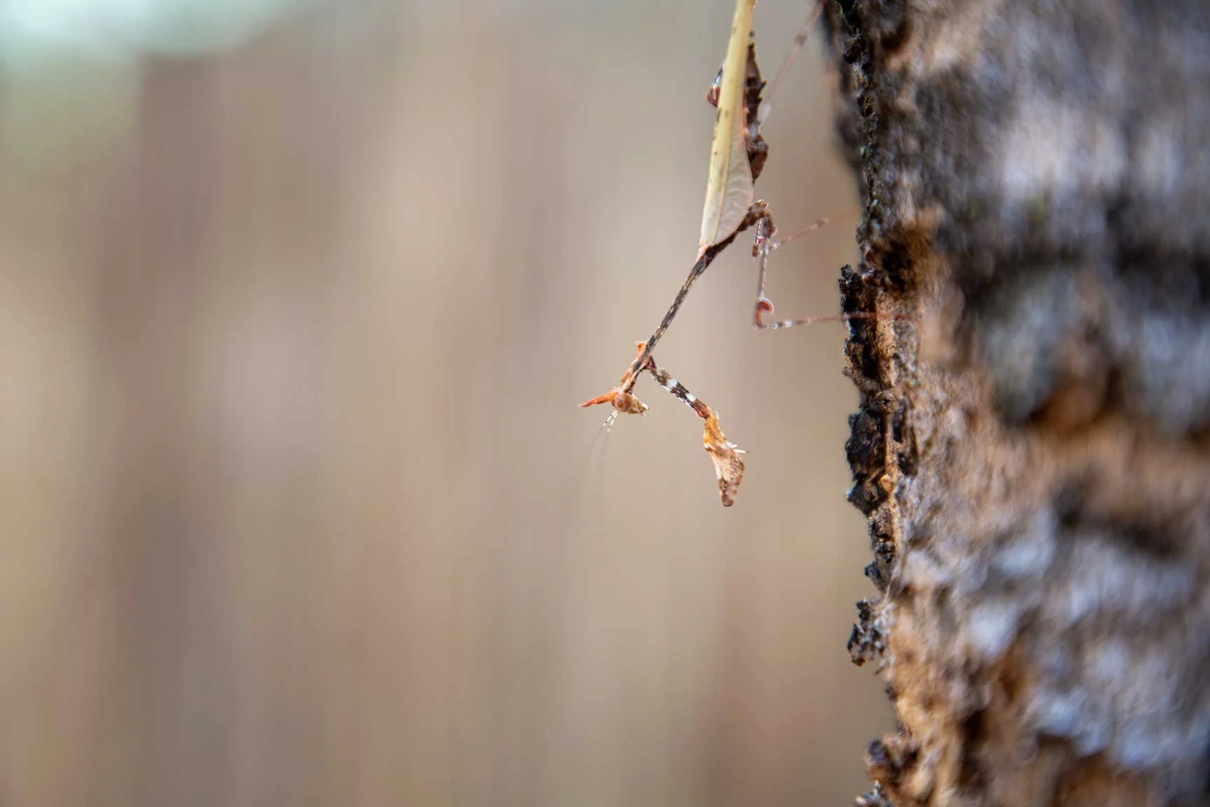 Nahaufnahme einer kleinen, laufenden Spinne, die an einem Zweig in der Erde hängt.