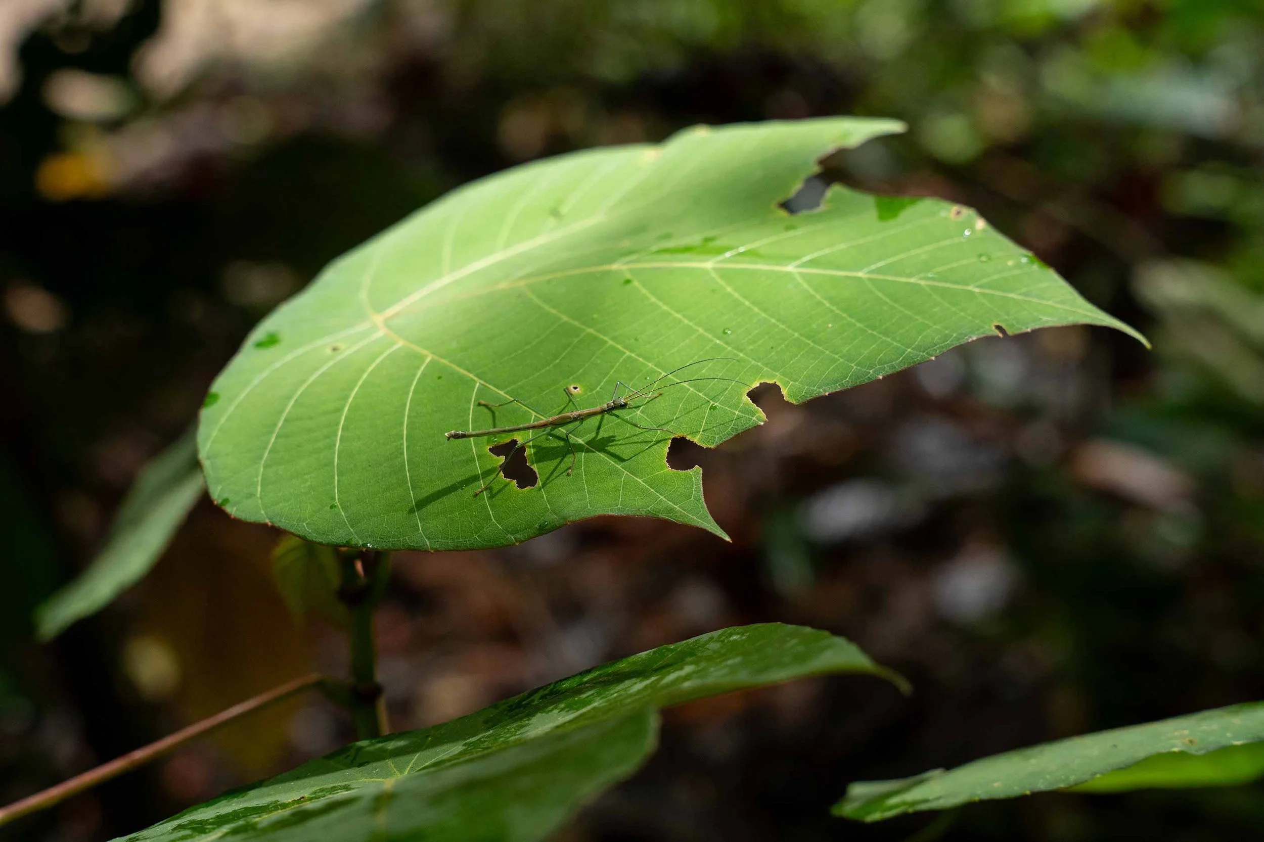 Grünes Blatt mit kleinen Löchern und einer kleinen Schlange auf der Oberfläche, im Hintergrund unscharfe Natur.