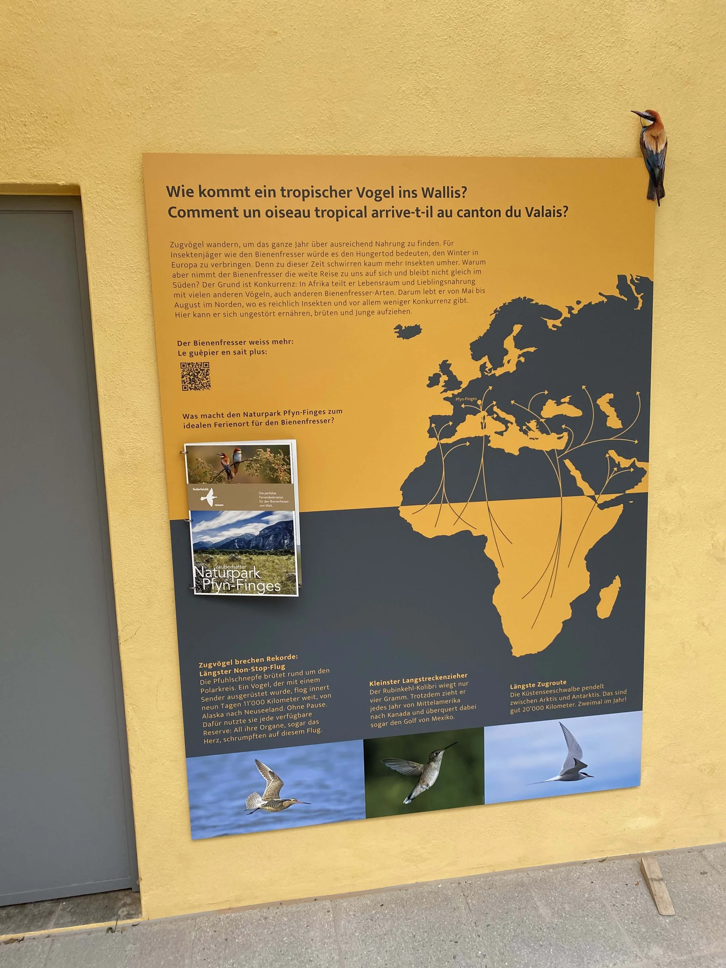 Ein Infotafel über Zugvögel mit einer Weltkarte, die Flugrouten zeigt, und einigen Vogelbildern darunter.
