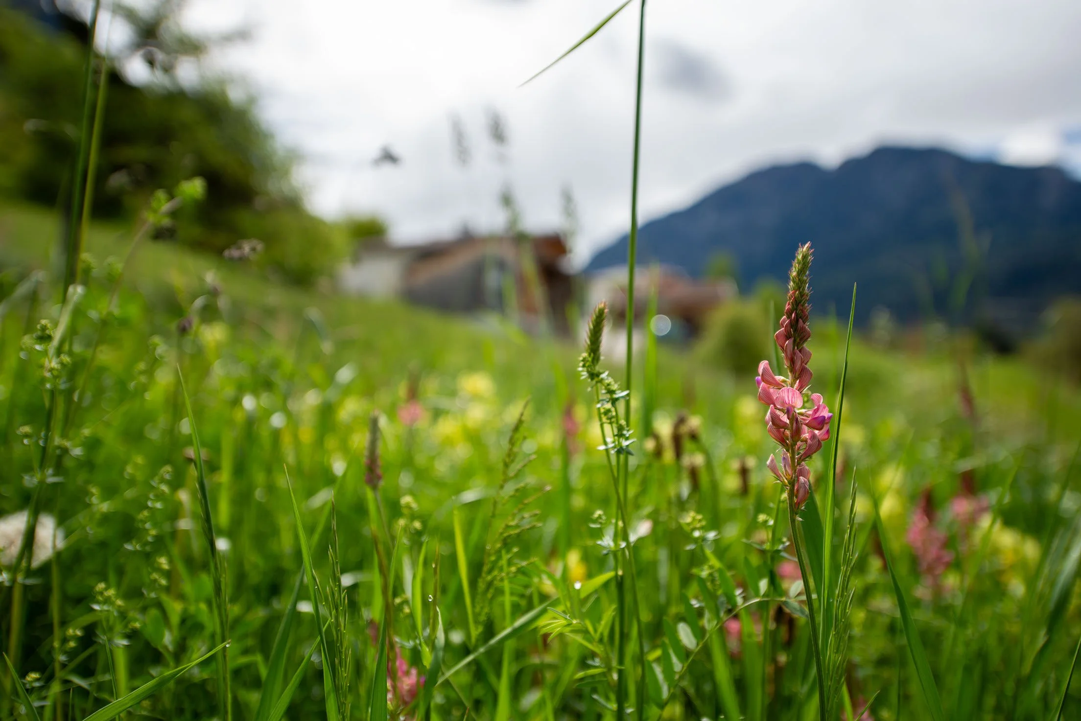 Nahaufnahme von gras und blumen im Vordergrund, verschwommene Berge und Himmel im Hintergrund bei bewölktem Wetter.