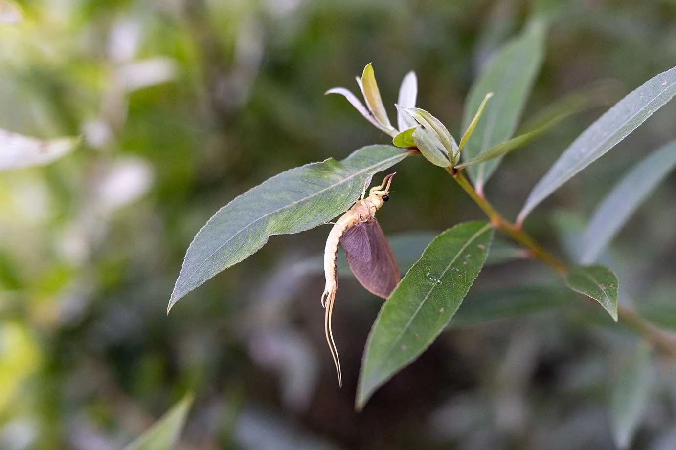 Ein exotischer Grashüpfer mit großen Flügeln sitzt auf einem grünen Blatt.