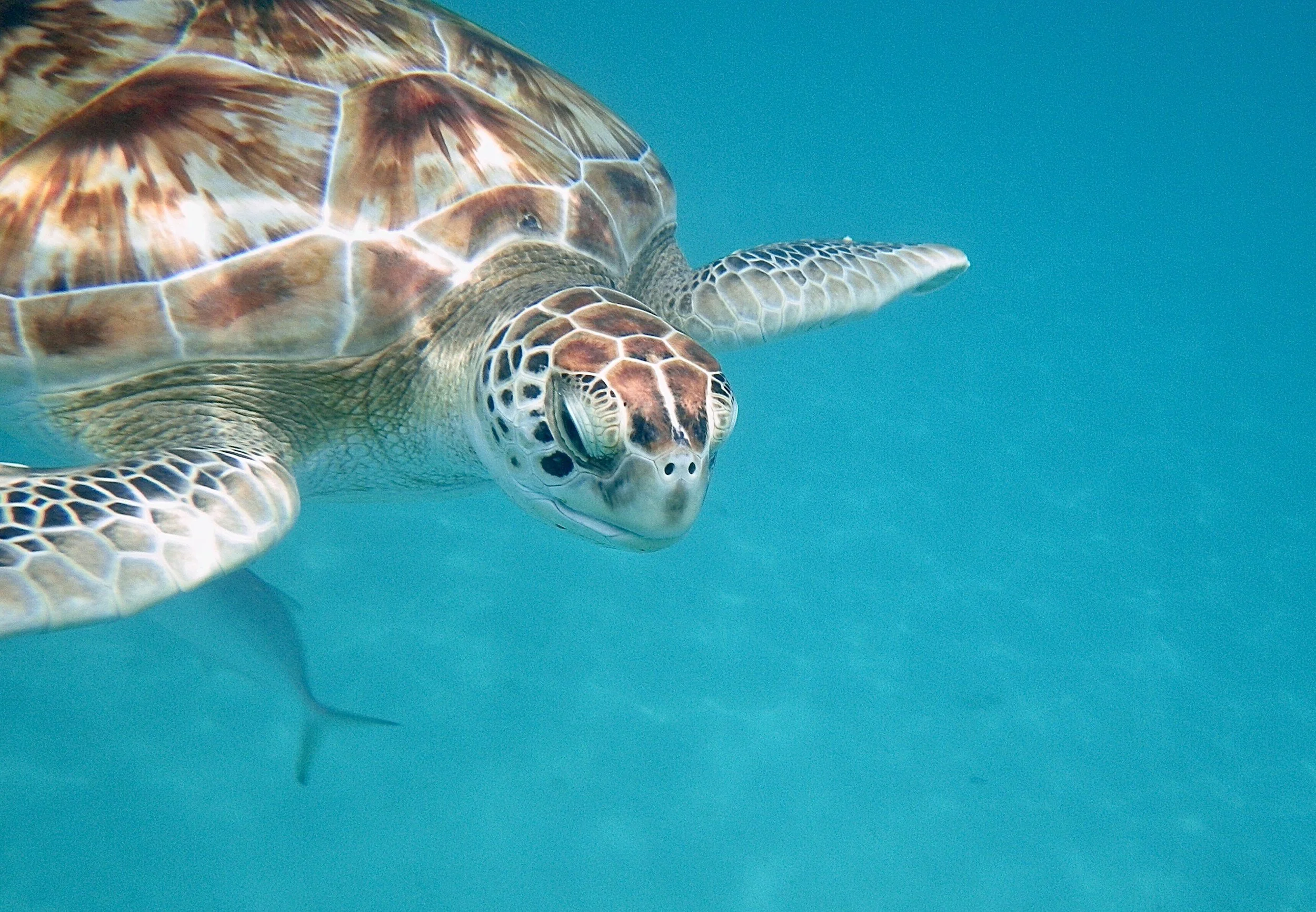 Title swimming in Caribbean