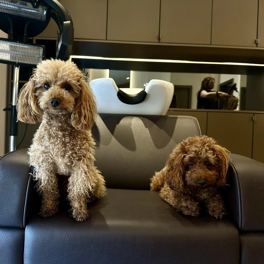 Double trouble! ❤️❤️

#HairSalon
#SalonLife
#HairGoals
#HairTransformation
#SalonVibes
#HairArt
#ProfessionalStylist
#HealthyHair