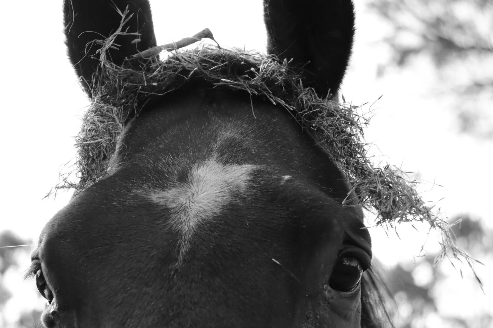 Horse with no name