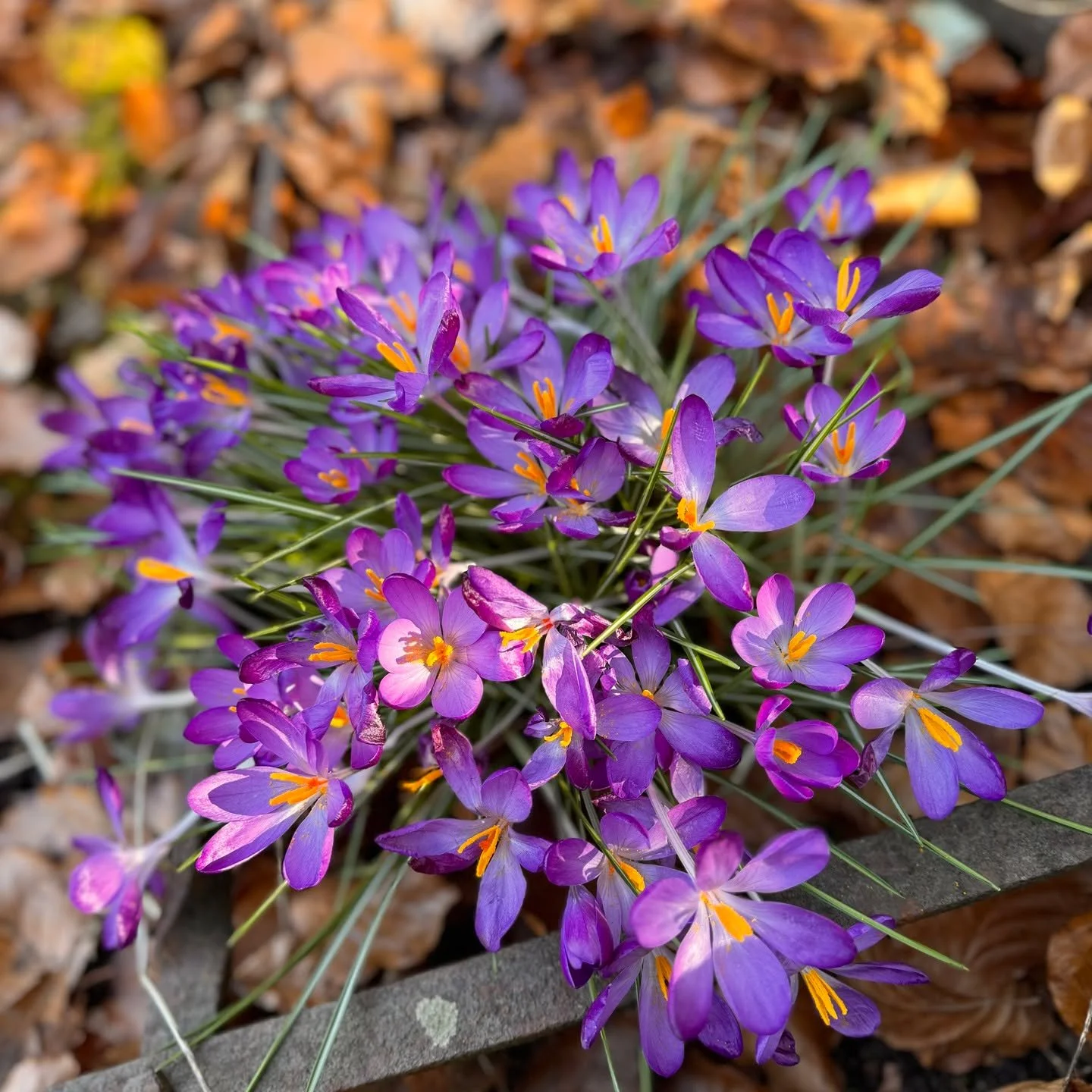 ☀️💜Nothing says spring like the vivid glow of crocuses basking in the sunshine! 

To keep them thriving:
🌿 Resist the urge to tidy too soon! Leave the foliage until it yellows so the bulbs can store energy for next year&rsquo;s display.

🌿 Want mo