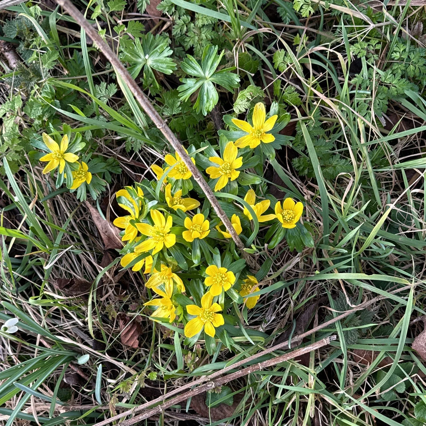 A little splash of gold for the winter garden - Winter Aconite is on its way to my woodland patch. While I adore snowdrops, there's something about these bright, cheerful blooms - planted in large drifts - that feels like a proper antidote to the win