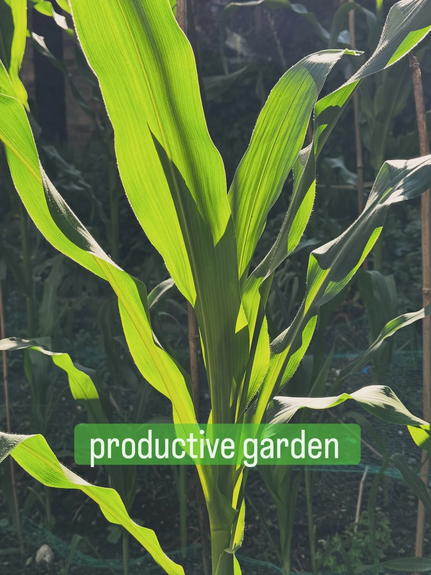 Thoughtful design, for productive family gardens 🌿

Our first crop of sweetcorn was taken out early by pests &mdash; frustrating when the children had helped plant every seed by hand.

But with fast replacements from @rootsplantsuk the bed was back 