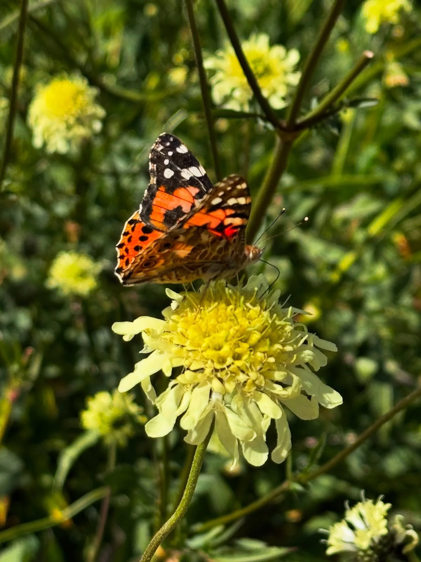 Cephalaria gigantea &mdash; tall, light, and quietly spectacular.

Its soft lemon flowers float high above the border on willowy stems, often visited by butterflies and bees. A long-season perennial that brings height and movement without ever feelin