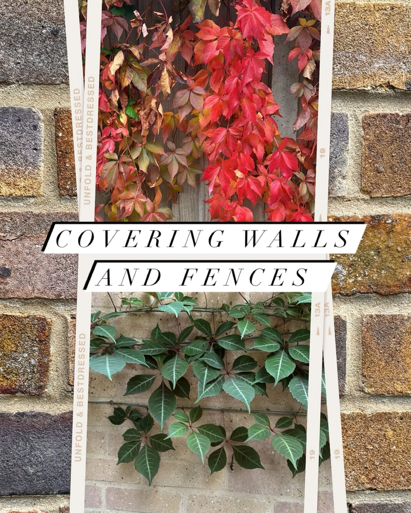 The false Virginia creeper is dazzling right now - its vibrant red leaves are cascading along the fence and I&rsquo;m thoroughly enjoying it! That said, it&rsquo;s listed on Schedule 9 of the Wildlife and Country Act, so care must be taken to prevent