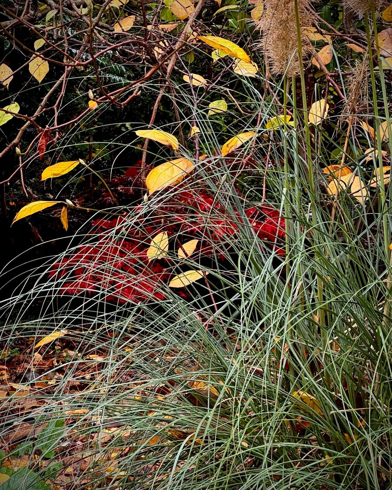 A flash of red Acer showing through the last yellow Magnolia leaves, with the Cortaderia in front looking wild. A bit of intentional layering that really comes to life at this time of year and reveals a hidden view, keeping the garden dynamic. Autumn