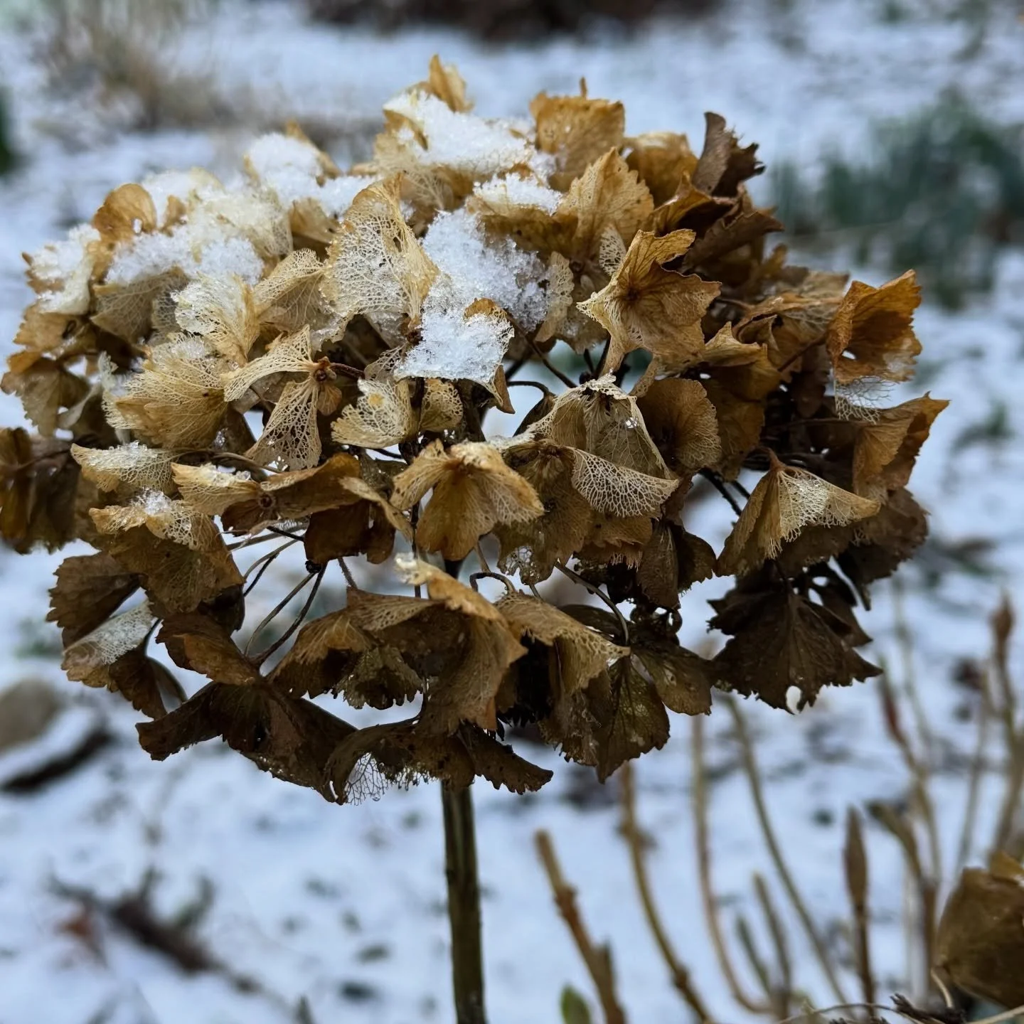 Planning for winter is an important part of garden design - and some shrubs look extra special in the frost and snow.

As for perennials, it&rsquo;s a balance when you&rsquo;ve got bulbs coming through - and some looked untidy for a while - but on a 