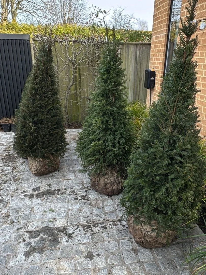 Last week&rsquo;s plant delivery - over 400 plants for a new garden now being planted. 

It&rsquo;s a lovely moment when the design shifts from drawings and lists to something tangible. 

Thanks to Folium and Flos for sourcing and coordinating so smo