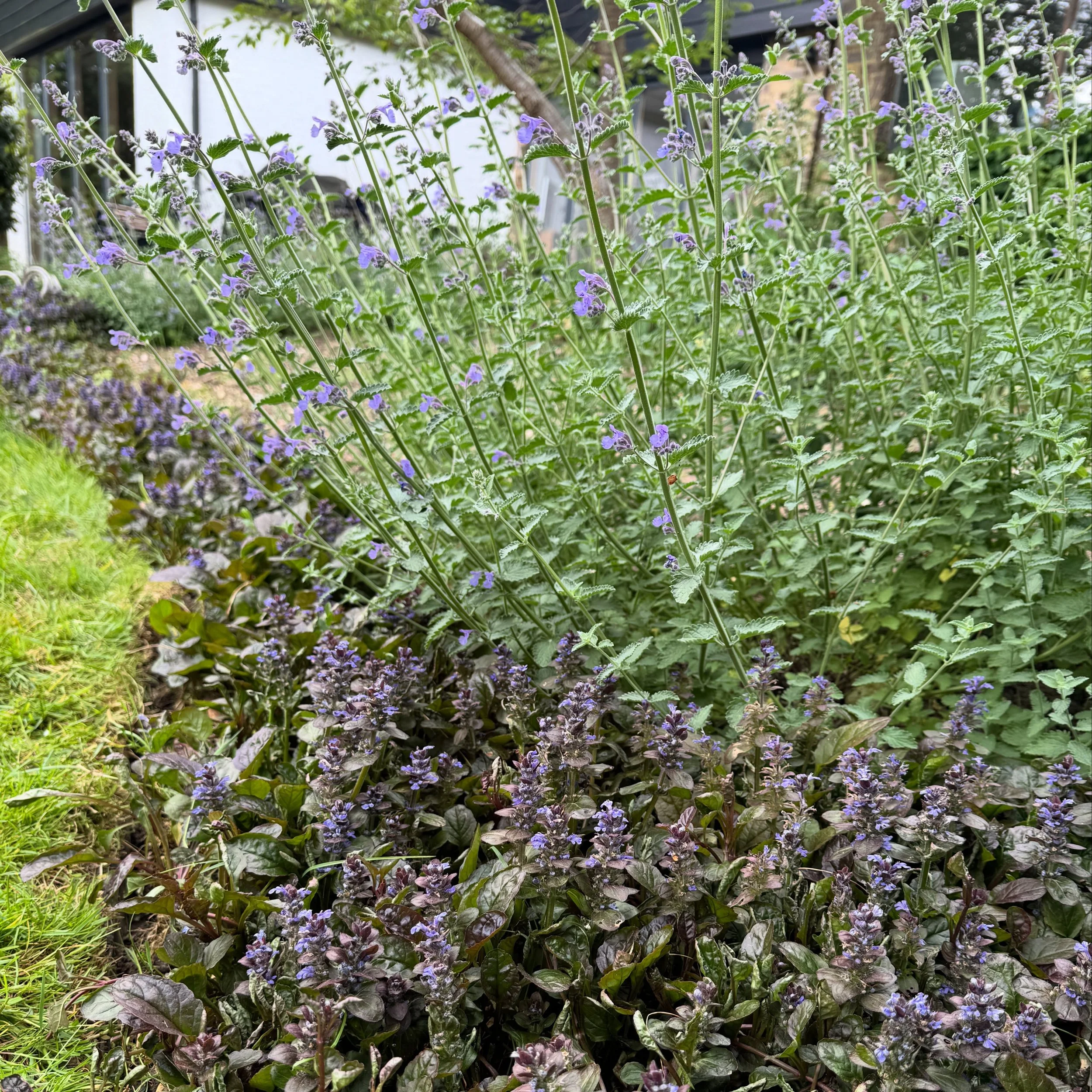 I&rsquo;m really enjoying this blue edging combo at the moment - Ajuga reptans and Nepeta racemosa &lsquo;Walkers Low&rsquo;: different leaf shapes, different heights, similar blue flowers - a pretty reliable combination from May. 

The Nepeta&rsquo;