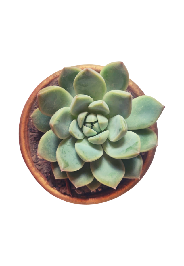 Top view of a potted succulent plant with thick green leaves arranged in a rosette pattern.