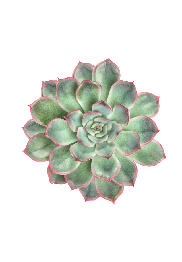 A green succulent plant with pink edges on its leaves, arranged in a rosette pattern.