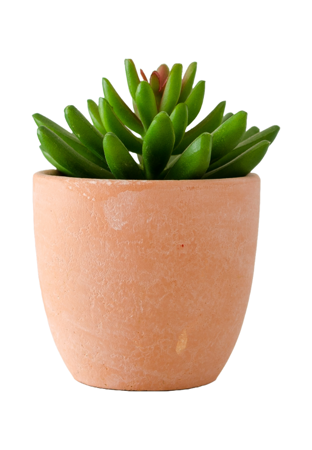 A succulent plant in a pinkish-orange terracotta pot.