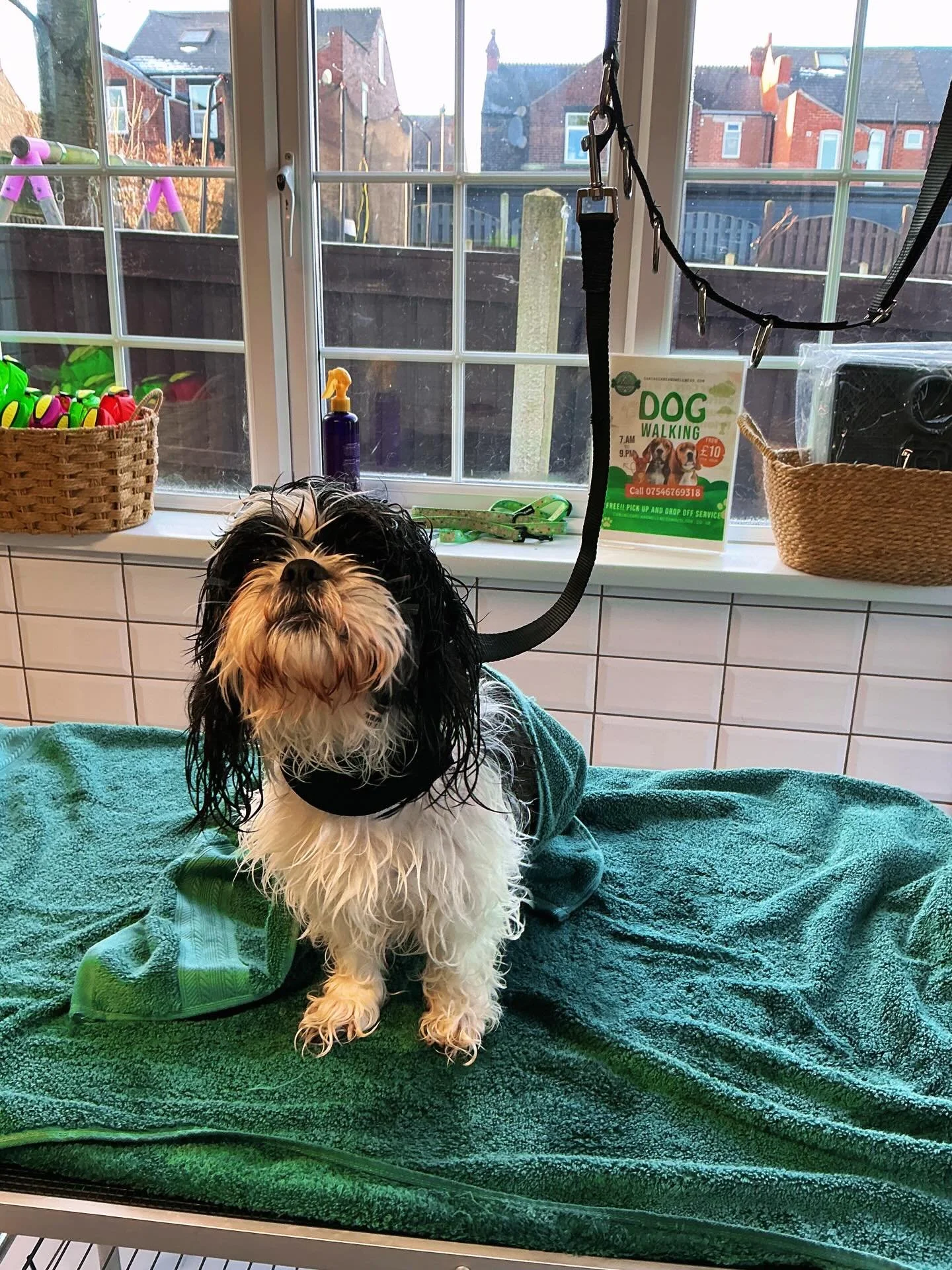 ✨ Maggie&rsquo;s Makeover! ✨

Check out Maggie the Shih Tzu&rsquo;s fresh groom&mdash;looking fluffy, clean, and fabulous! 🐾

📸 Swipe for before &amp; after.

#SheffieldDogs #ShihTzuLove #DogGroomingSheffield #FluffyAndFabulous #PuppyGlowUp