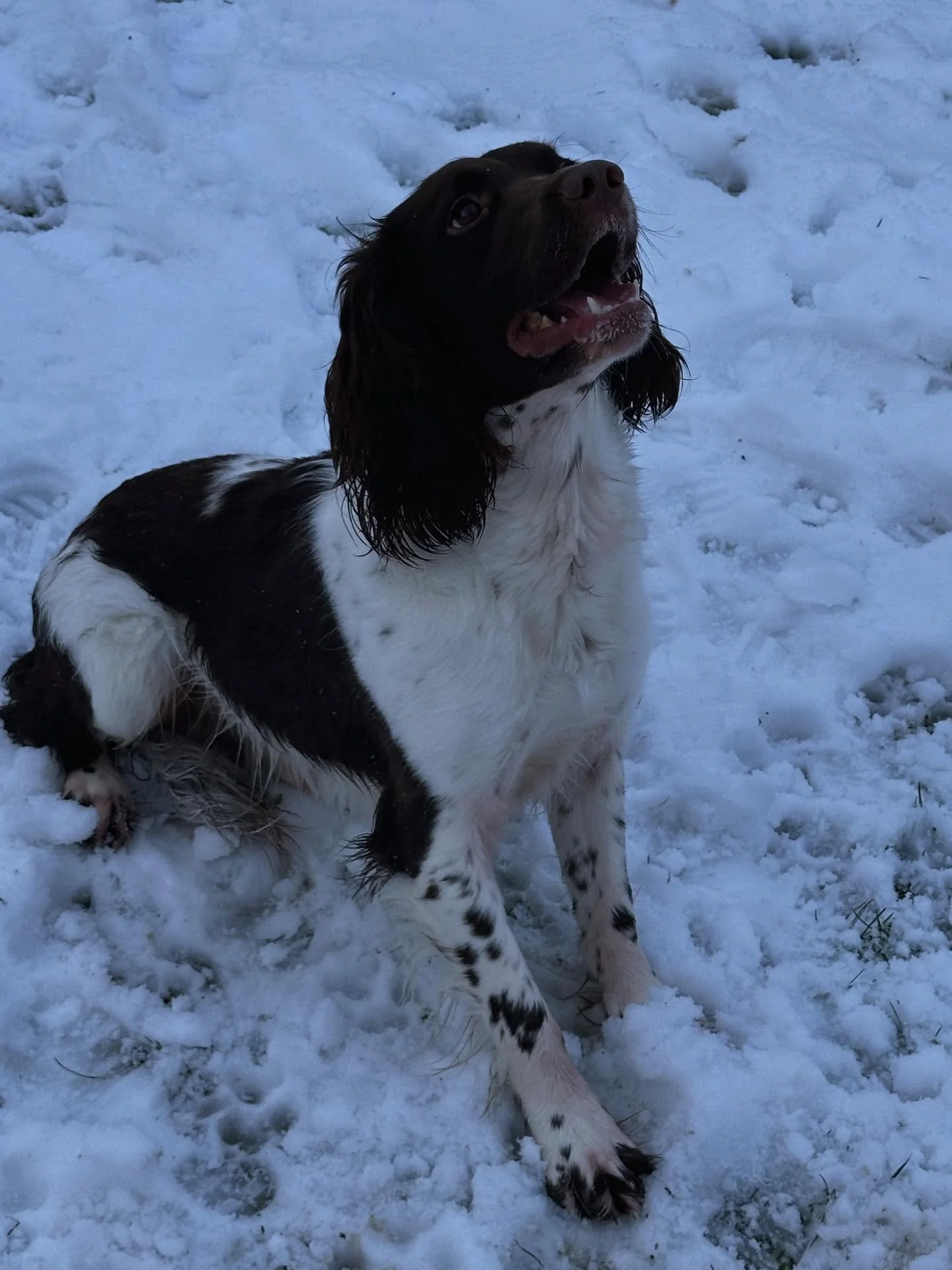 Otis was absolutely living his best life in the snow today ❄️🐾
Zoomies activated, zero regrets. Sheffield might be icy, but Otis says it&rsquo;s perfect weather for adventures 🐶💙
Who&rsquo;s dog goes full chaos mode as soon as the snow hits? 😂

#