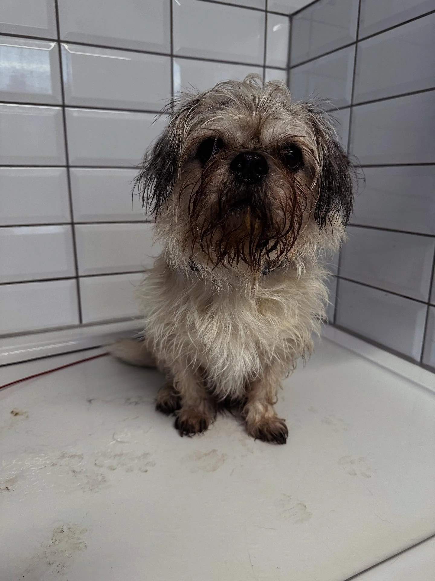 Harvey is in for a clean today what a transformation get this boy feeling fresh as a 🌼 for his mummy 🛁🫧 #DogGrooming #DogGroomer #DogGroomingLife #DogGroomingSalon #DogSpa #PupGrooming #FreshAndFluffy #CleanPup #WellGroomedDog #FluffyPup #Pampered