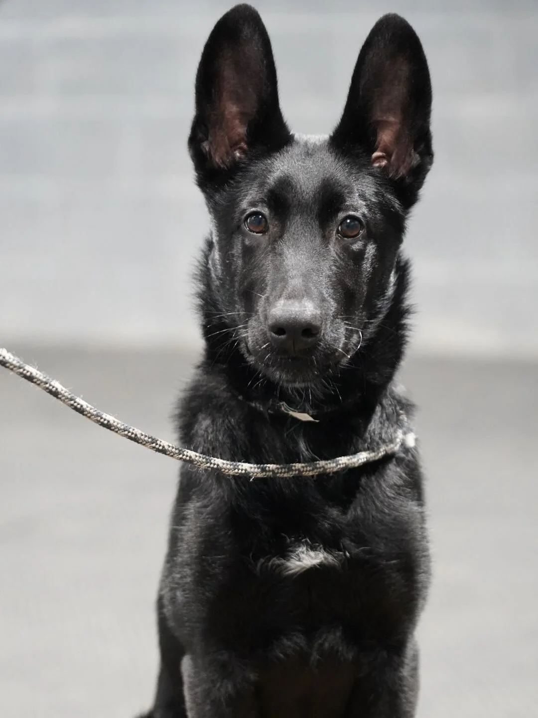 At the start of his training camp, Obsidian is building the solid foundations needed for a future filled with success. 🐶🏆 🙌🏻 @alliancek9_dog_training 
#BelgianMalinois #Malinois #MalinoisOfInstagram #WorkingDog #K9 #Maligator #MalinoisNation #Mal