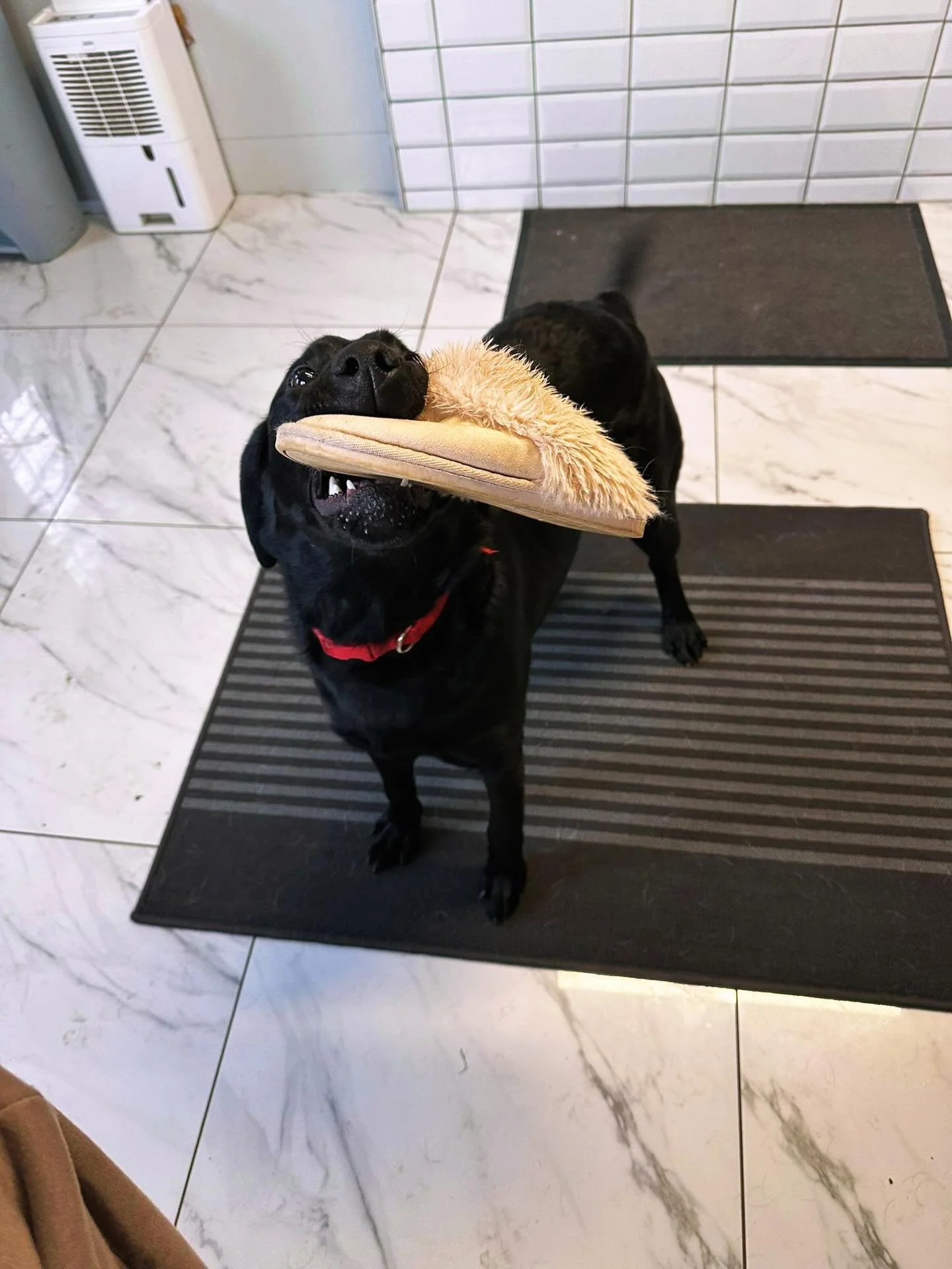 ✨ Meet Bonnie ✨

This gorgeous girl has officially joined the gang and we&rsquo;re already a little bit obsessed!
Bonnie is sweet, affectionate, and full of personality &mdash; the kind of pup who wins hearts in seconds. She&rsquo;s settling in brill