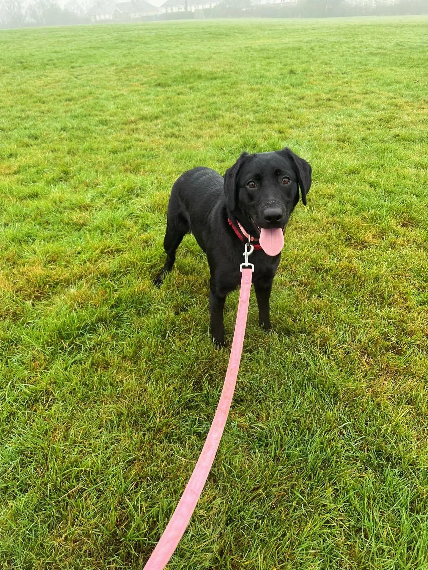 Bonnie wasted absolutely no time showing her personality &mdash; full-on zoomies on her very first walk with us 🐾💨🐶

#SheffieldDogWalker #SheffieldDogWalking #SheffieldDogs #SheffieldDogWalks #SheffieldDogLife
