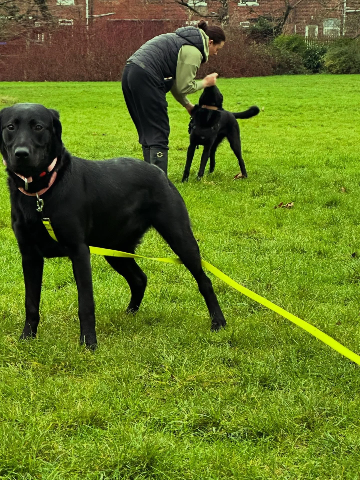 🌳 Morning Adventures 🐕 🚶&zwj;♀️ 

#SheffieldDogWalking#SheffieldDogWalkers#CanineCareAndWellness