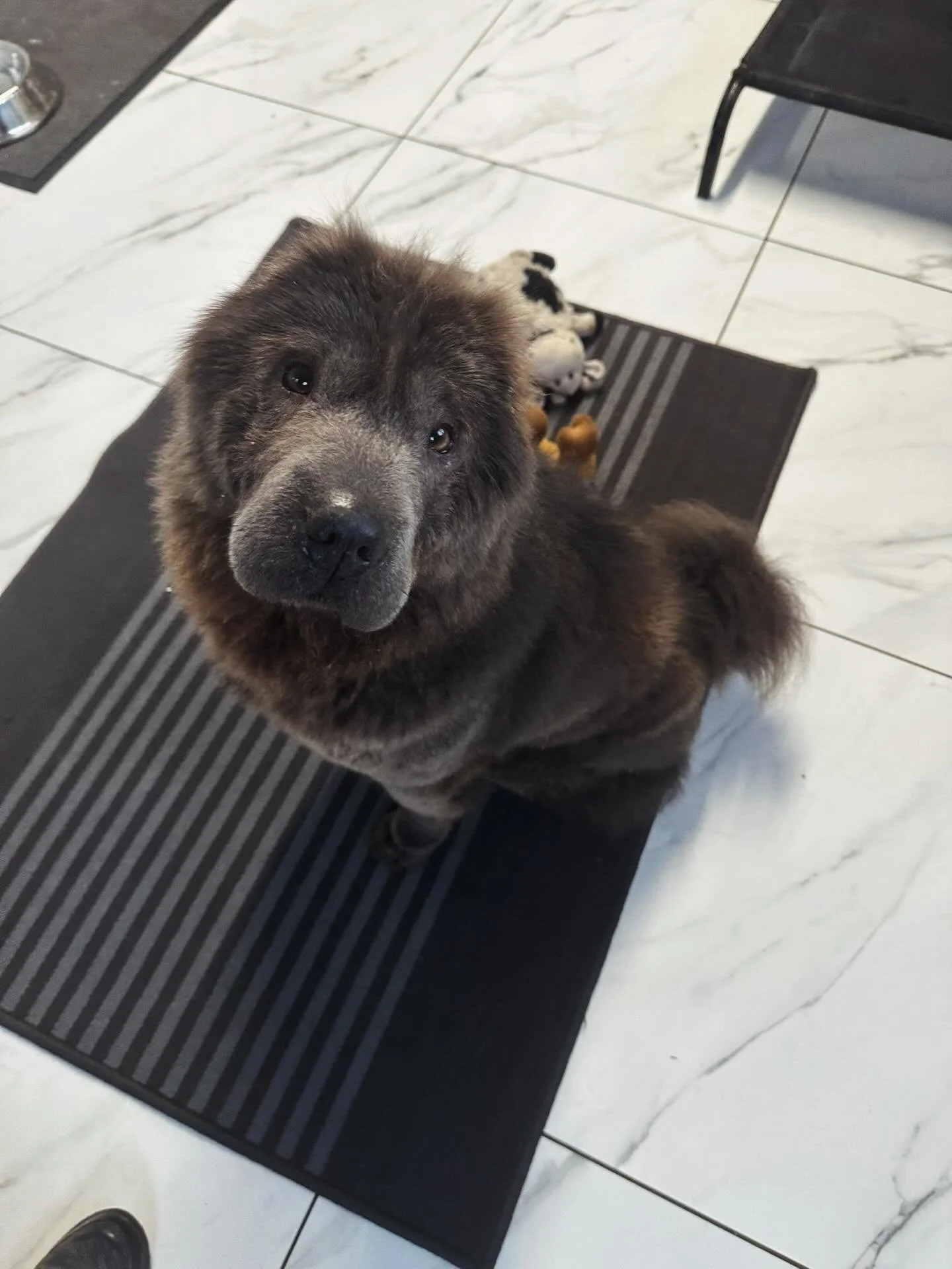 Welcoming Zola to the Canine Care and Wellness family 🐶💖 She fit right in from the very start and made herself completely at home 🐾✨

#SheffieldDogs #SheffieldDogGrooming #SheffieldDogGroomer #SheffieldPets #SheffieldPaws