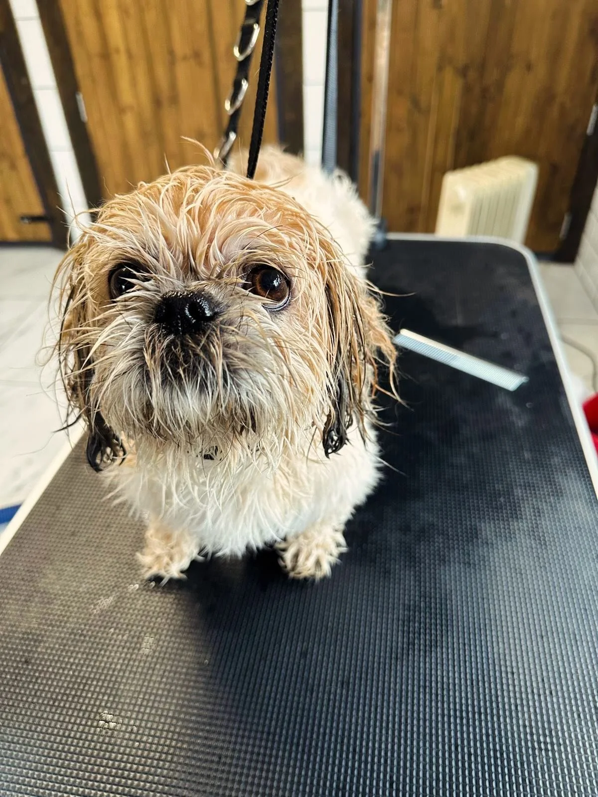 Groom day for Precious 🛁✂️

Now lean, tidy, and ready to show off 😎🐾✨

#sheffielddoggrooming#doggrooming#dogwalking#sheffielddogwalking