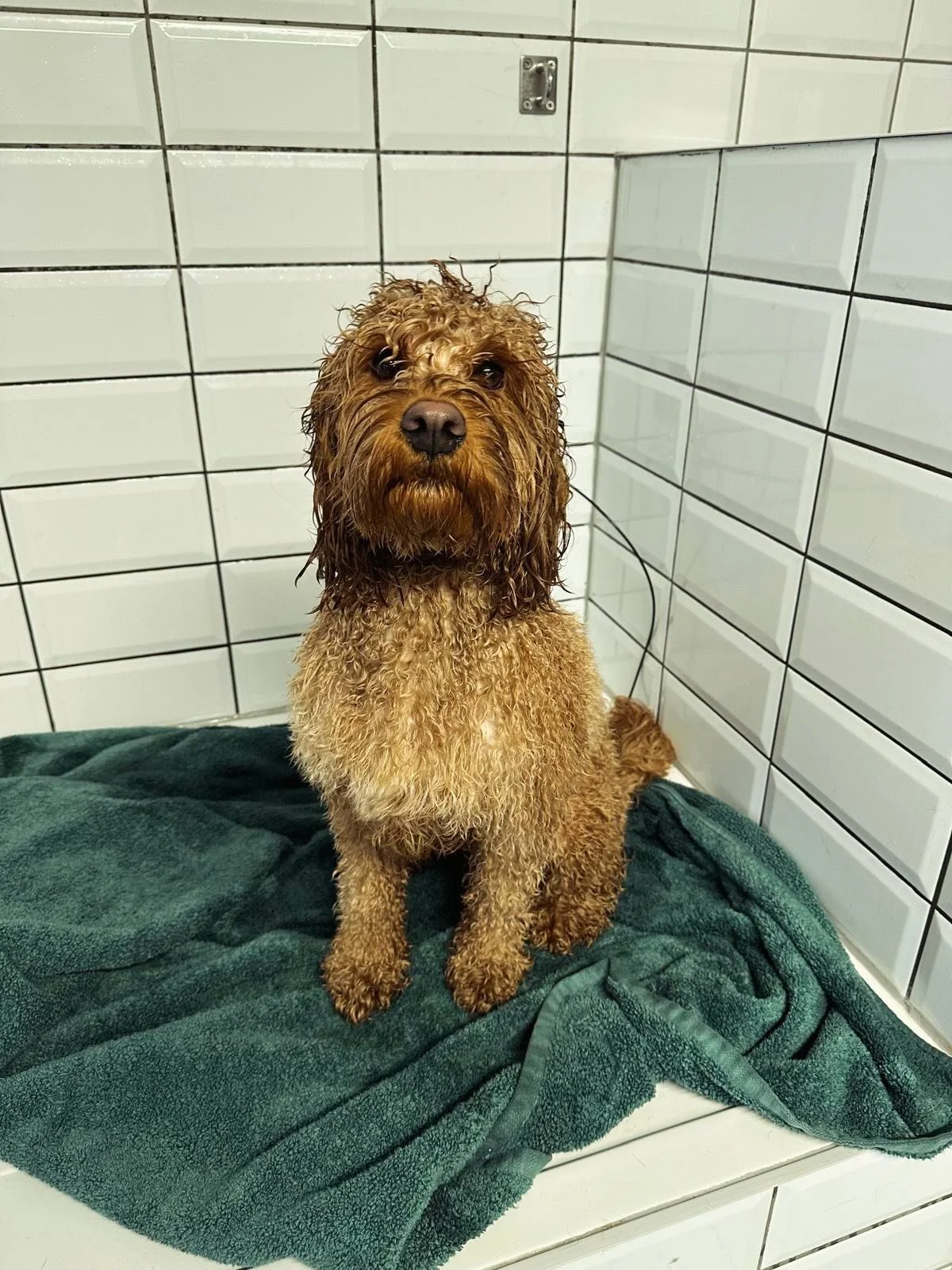 It was a pleasure having you, Reggie 🐕 see you again soon! 💙🐾