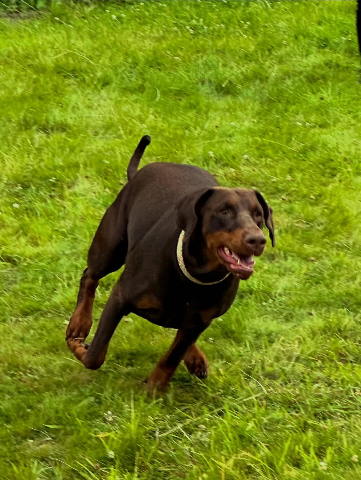 Some of our latest guests we&rsquo;ve had the pleasure of hosting, each one an absolute delight 🐶💙