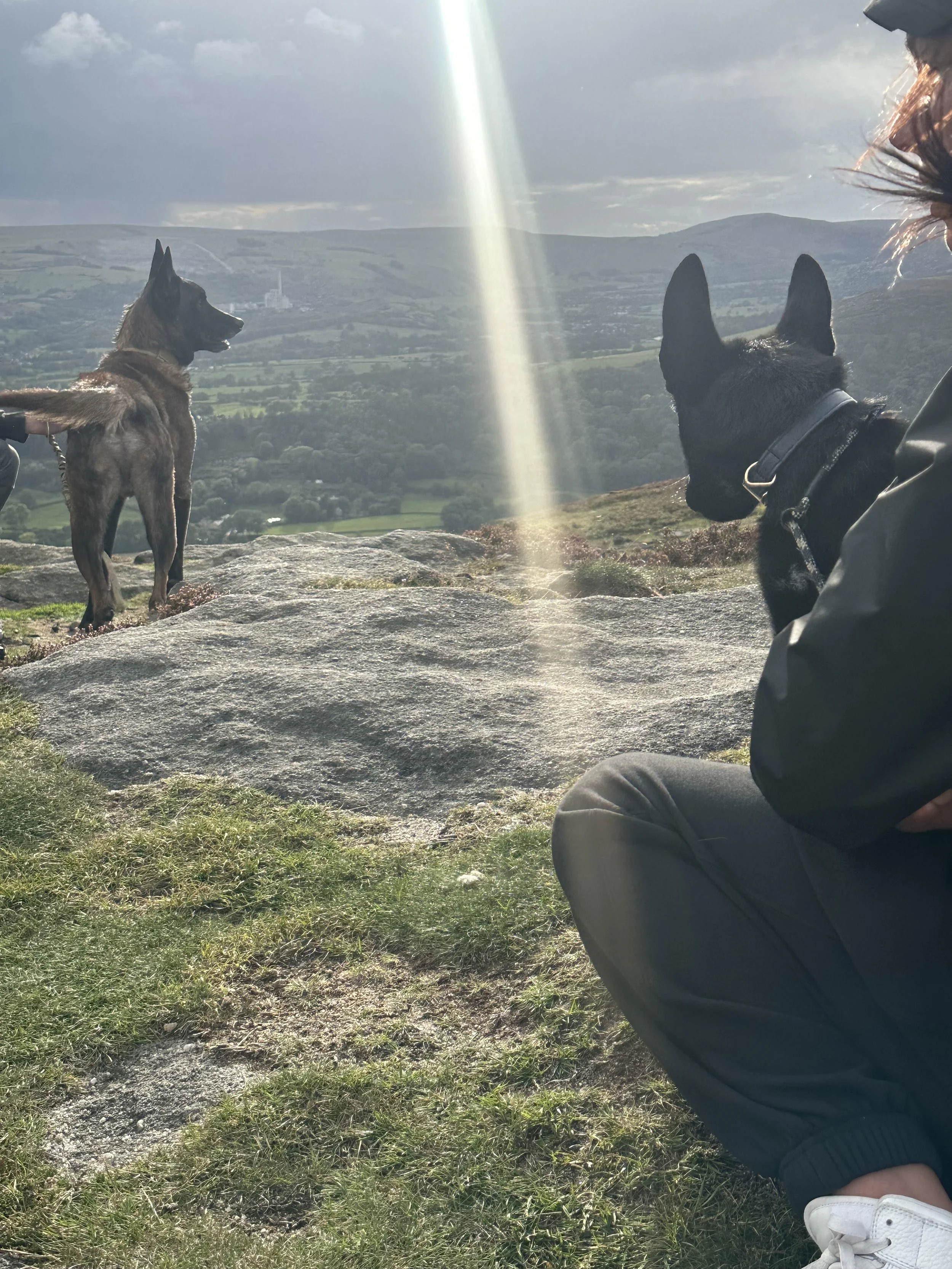 Dog walker in Sheffield providing professional dog walking services with Canine Care and Wellness