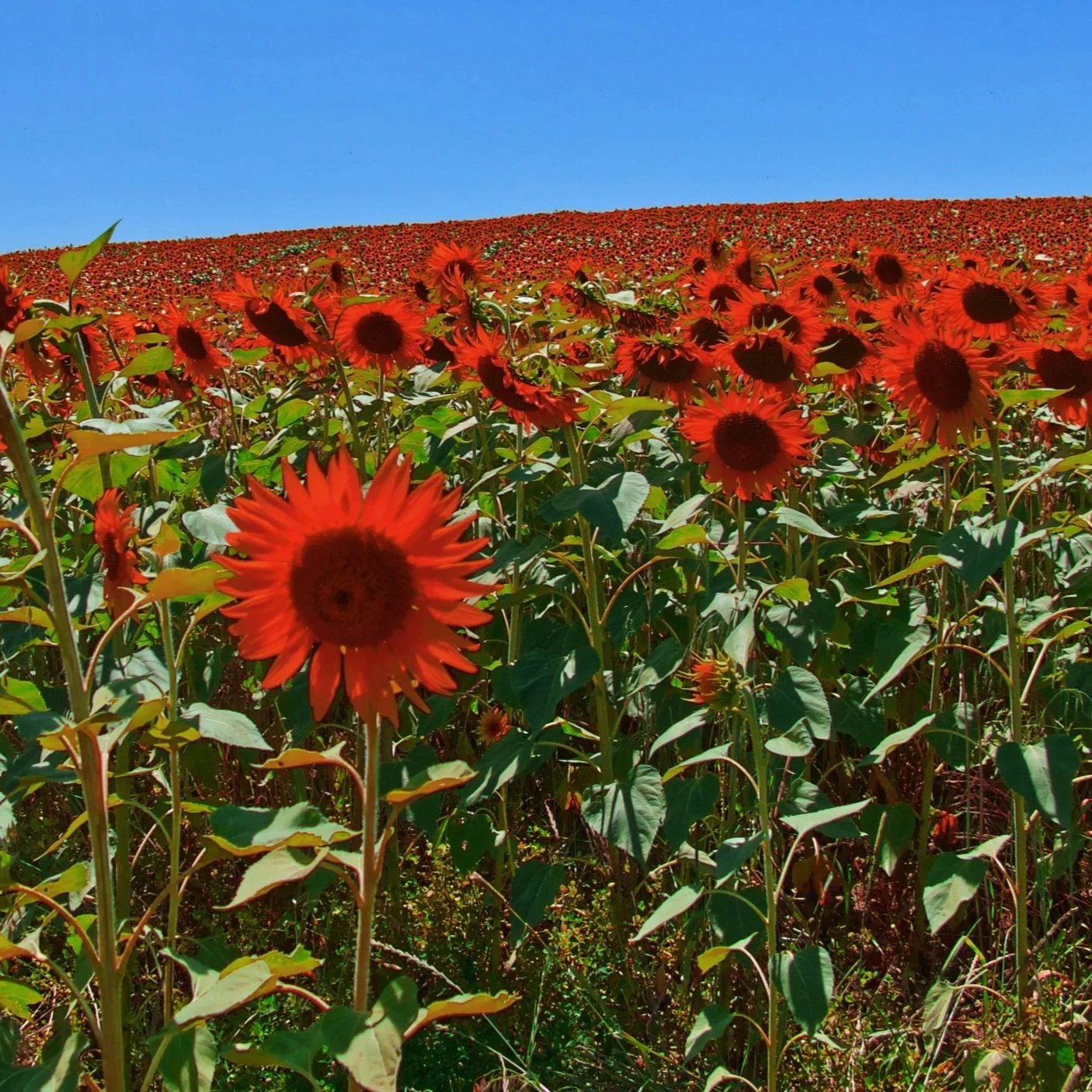 you are the confirmation 