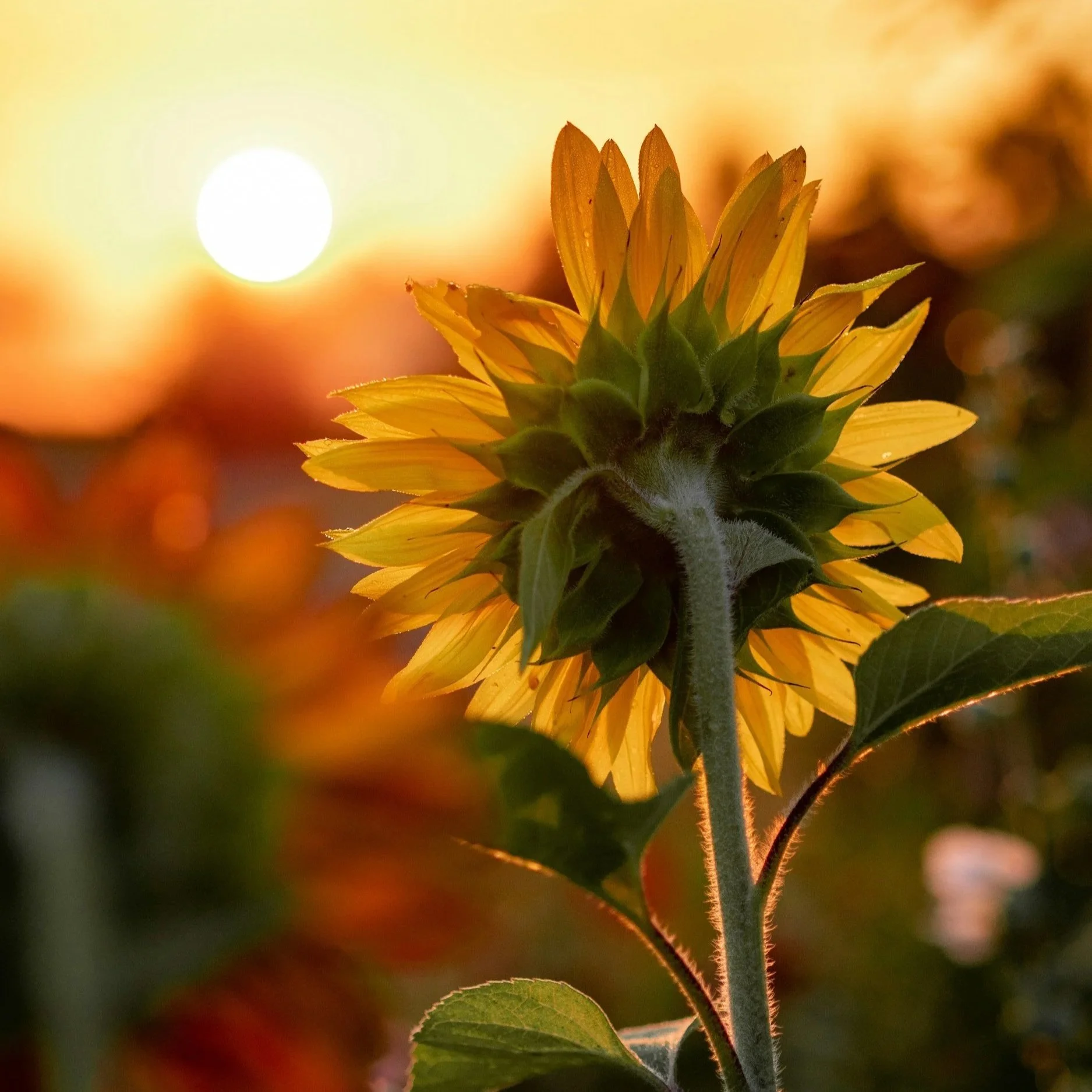 From pretending to ‘tending’