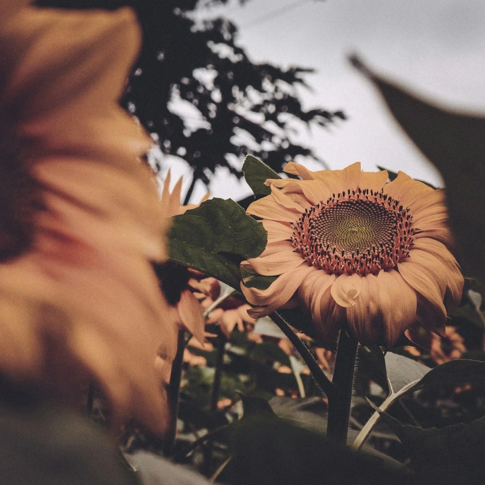 this is not self-sabotage… this is self-preservation