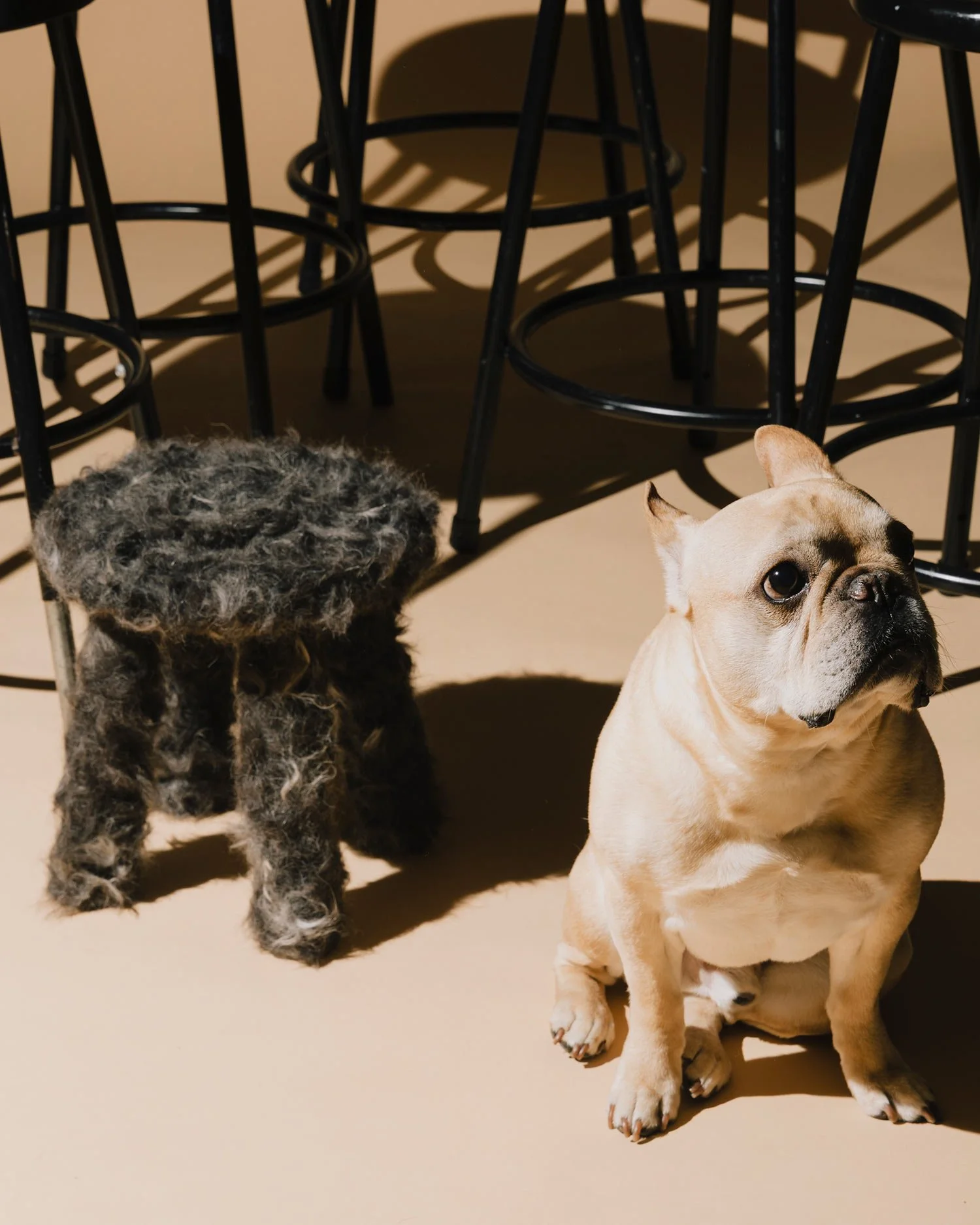 10-dog-design-mariana-paez-espinoza.jpg