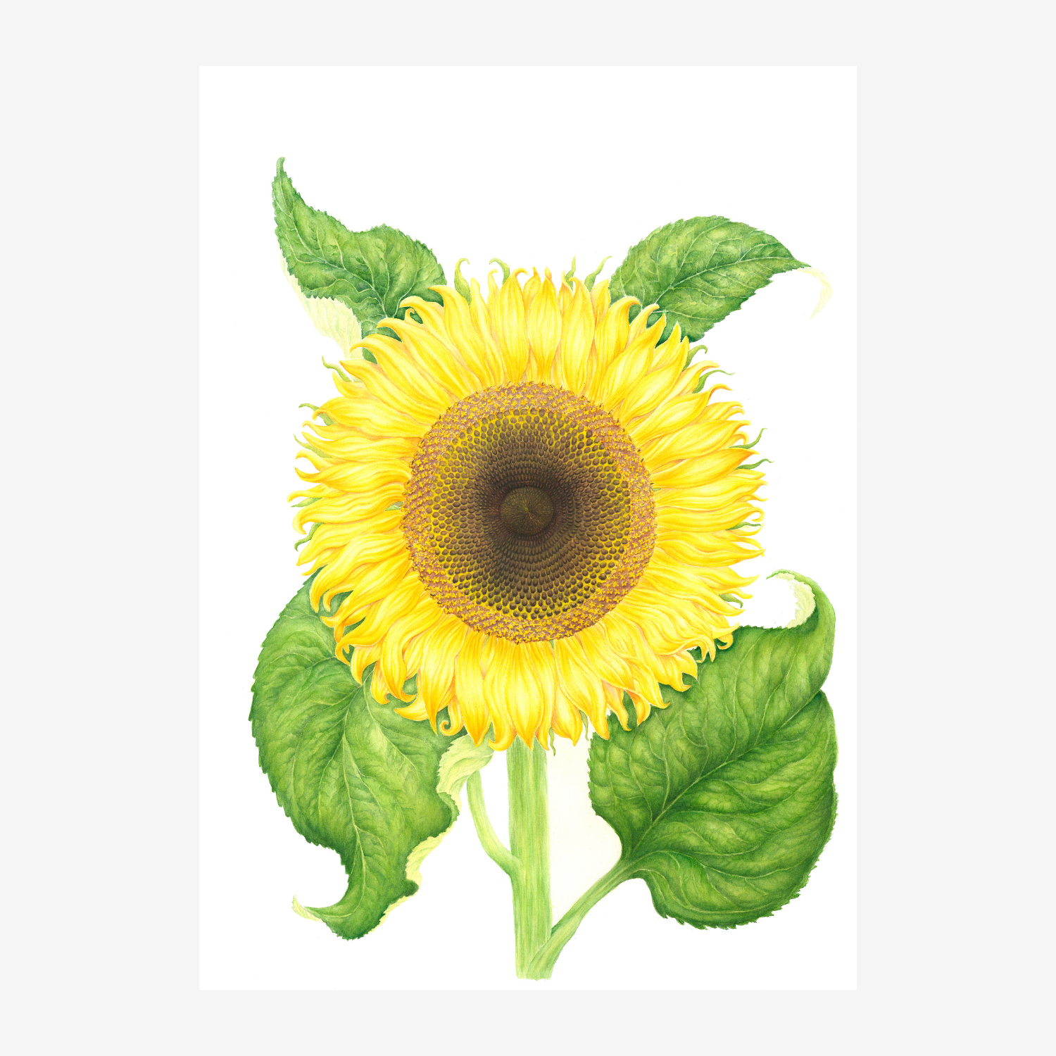 Sunflower Botanical Watercolour Print | Helianthus annuus