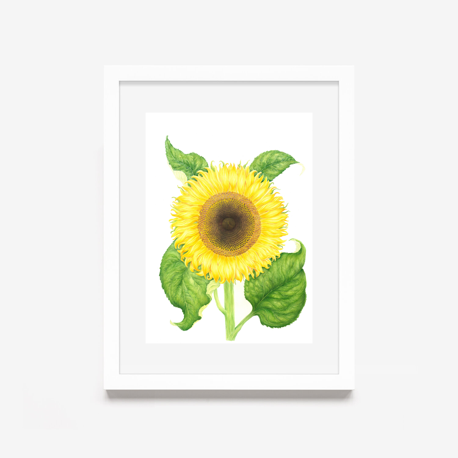 Sunflower white frame.png
