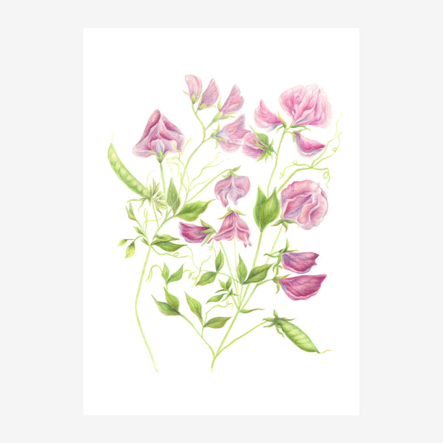 Sweet Pea Botanical Watercolour Print Floral watercolour Wall Art