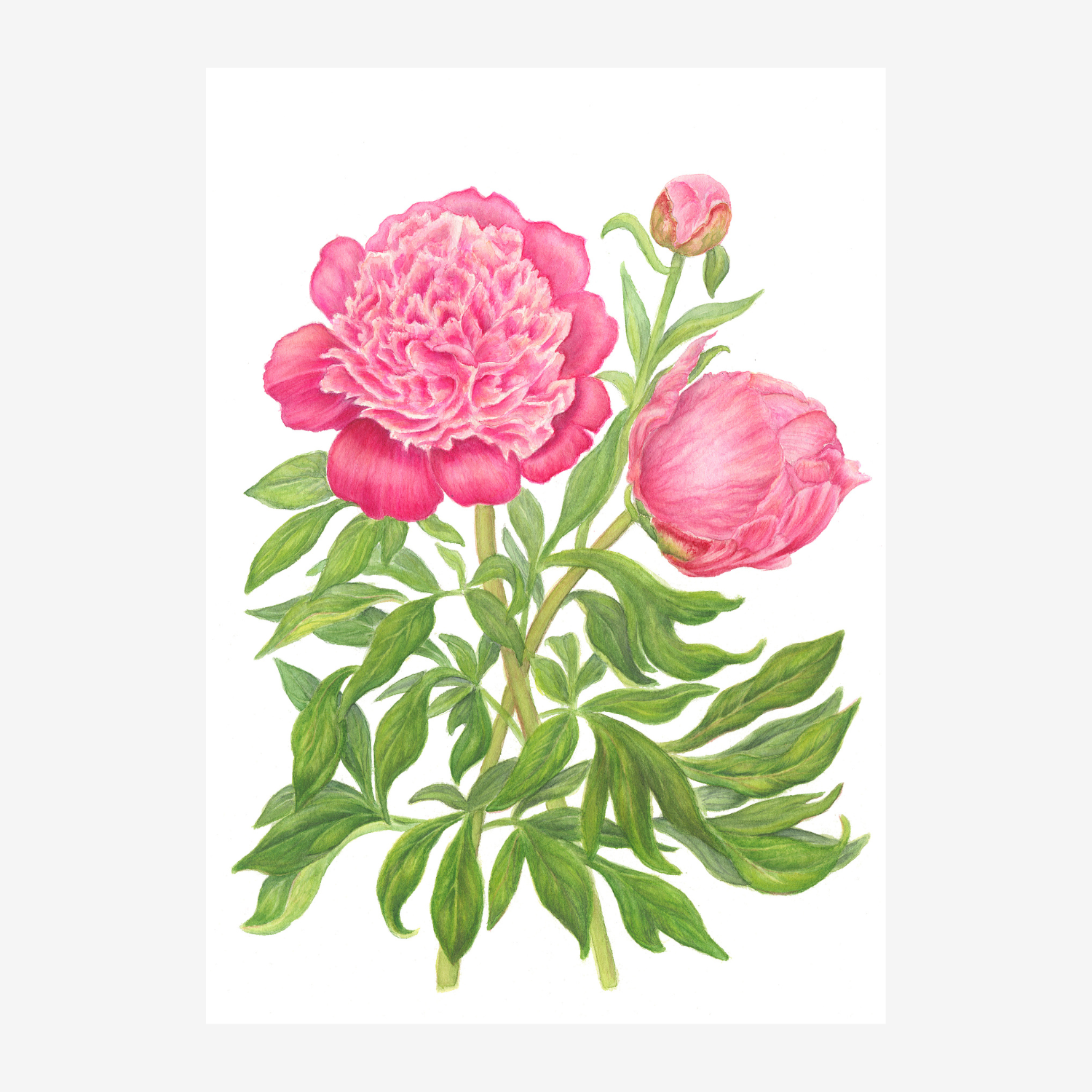 Peony with Bud Botanical Print | Watercolour Flower Wall Art