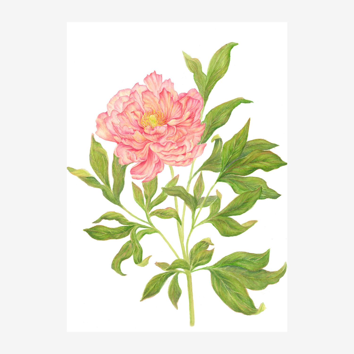 Peony grey background.png