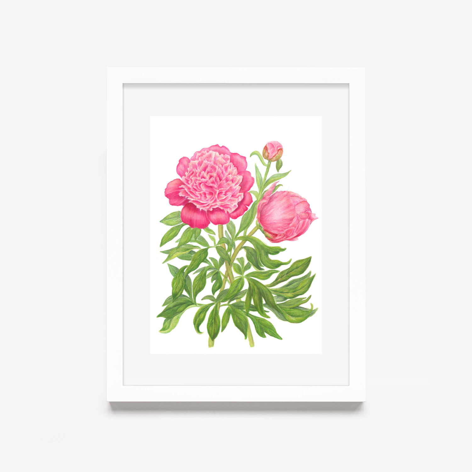 Peony with bud in white frame.png