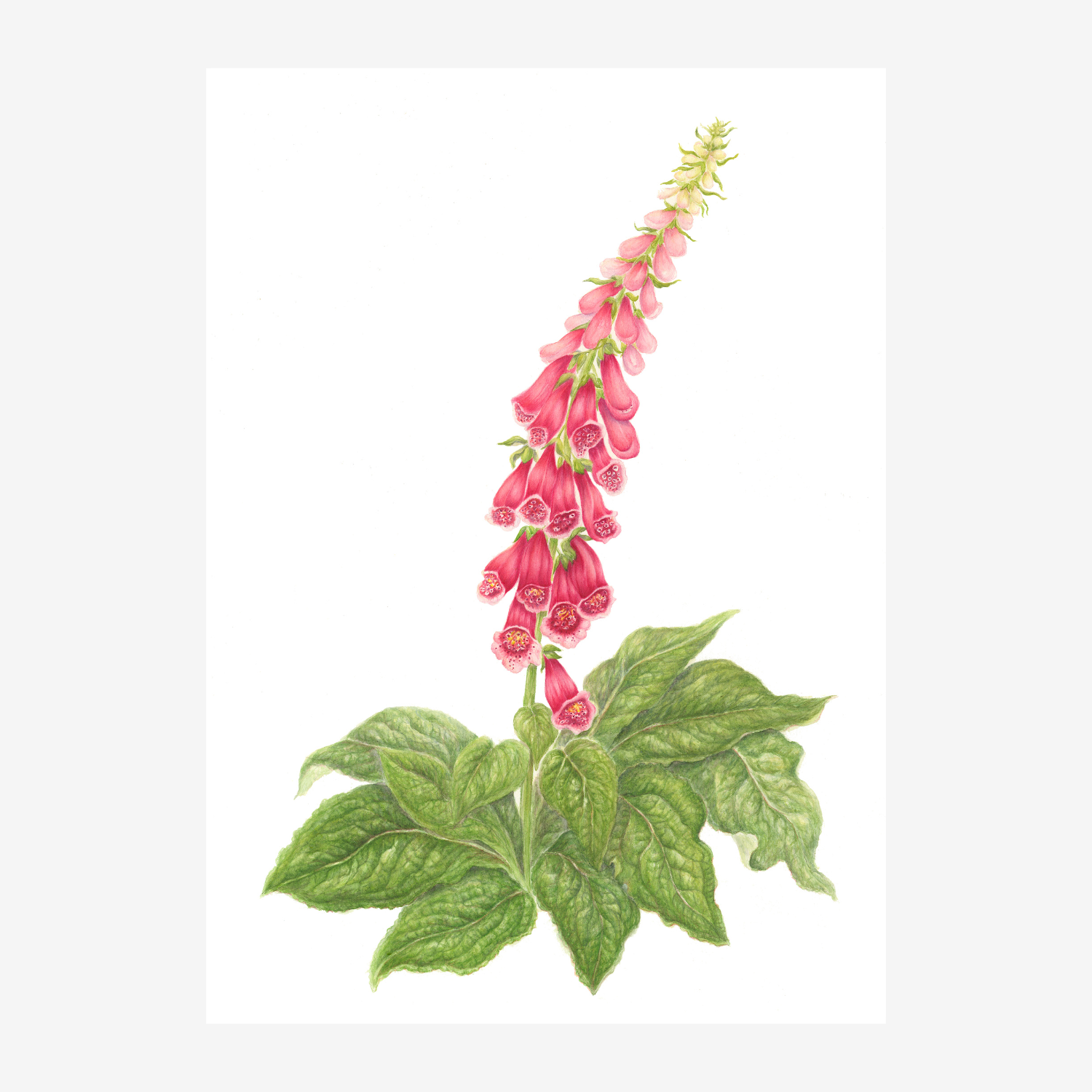 Digitalis Purpurea Giclée Print – Foxglove Botanical Art on Archival Paper. Limited Edition Print